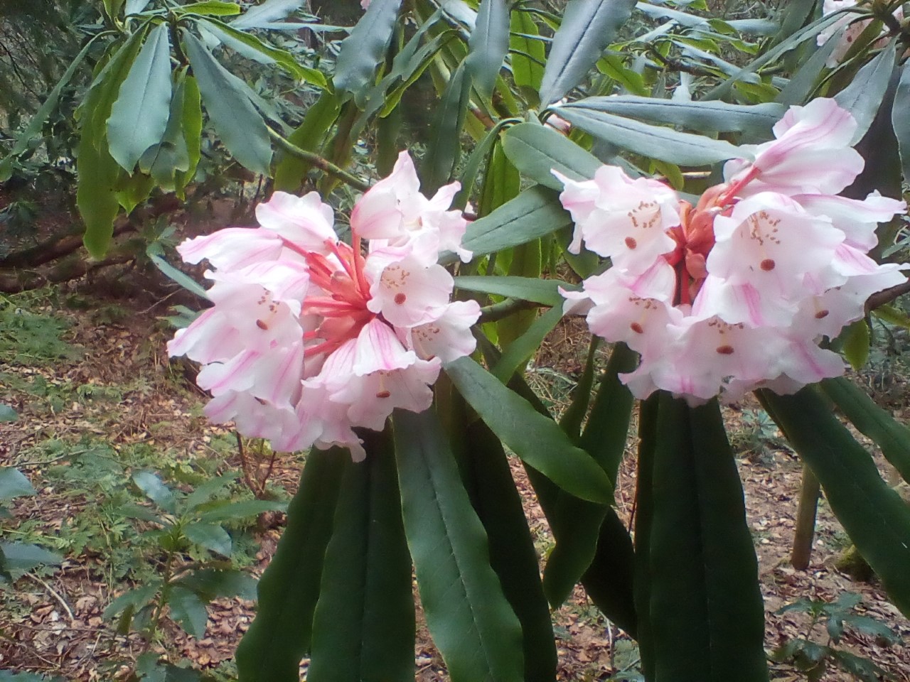 R. calophytum